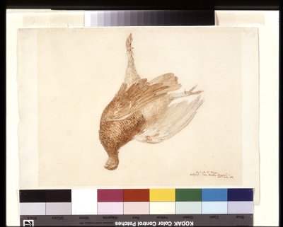 Dode korhoen door Joseph Mallord William Turner