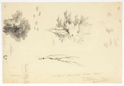 Schetsen van iepen en essen door Joseph Mallord William Turner