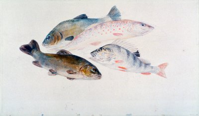 Studie van vissen: Twee voorns, een forel en een baars door Joseph Mallord William Turner