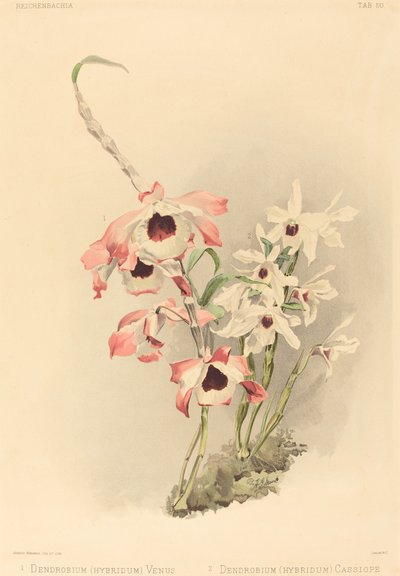 Dendrobium Hybridium Venus en Dendrobium Hybridium Cassiope door Joseph Mansell