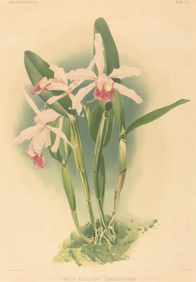 Laelia Elegans Schilleriana door Joseph Mansell after Henry George Moon