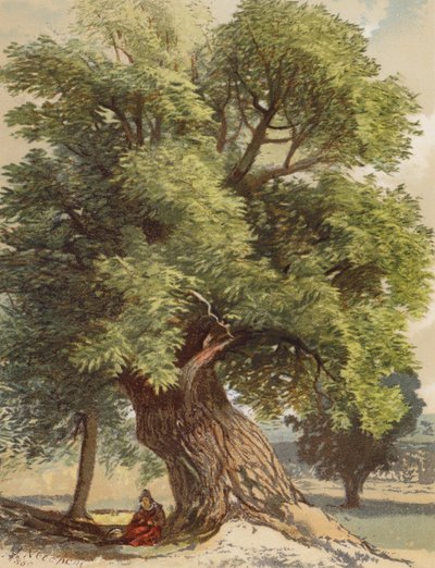Oude Kastanje door Joseph Needham