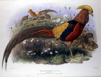 Thaumalea picta (Gouden fazant) gegraveerd door M. & N. Hanhart door Joseph and Smit J. Wolf