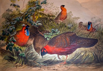 Gehoornde tragopan, 1861 door Joseph Wolf