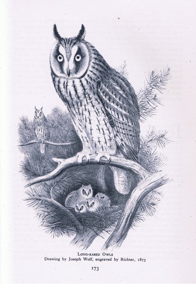 Ransuil, Natuur in Groot-Brittannië uitgegeven door Collins, 1946 door Joseph Wolf