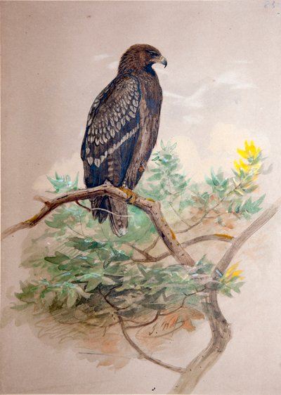Gevlekte Adelaar (Aquila clanga), 1856-67 door Joseph Wolf