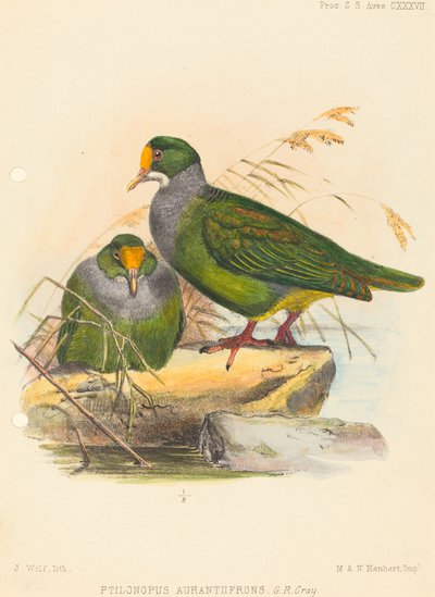 Twee vogels (Ptilonopus Auranthfrons) door Joseph Wolf