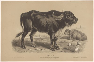 Buffel door Joseph Zephyris Gengembre