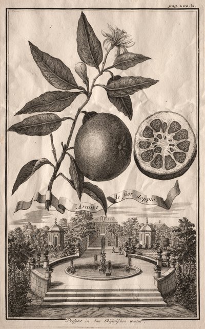 Nurnbergische Hesperides: Aranzo de fior doppio, 1714 door Joseph de Montalegre
