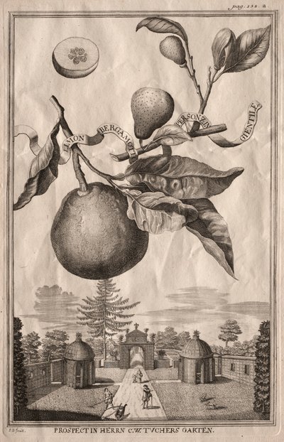 Nurnbergische Hesperides: Limon bergamotto personzin gientile, 1714 door Joseph de Montalegre