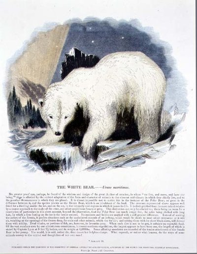 De witte beer (Ursus maritimus) educatieve illustratie uitgegeven door de Society for Promoting Christian Knowledge door Josiah Wood Whymper