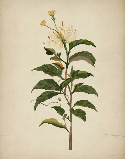 Elegante botanische bloem door Josie George
