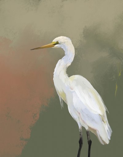 Elegant portret van een zilverreiger door Josie George