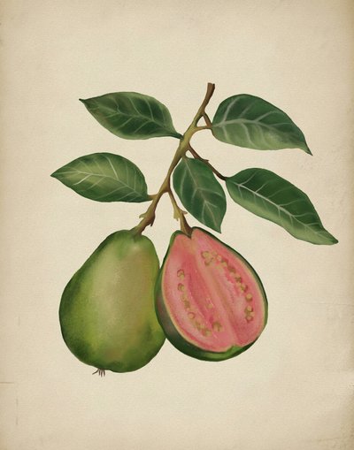 Verse guave (botanisch) door Josie George