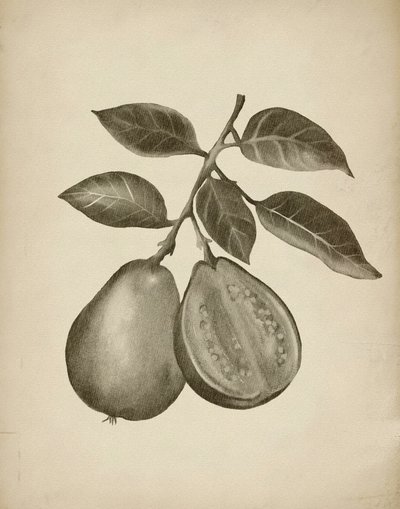Botanisch onderzoek naar de guave door Josie George
