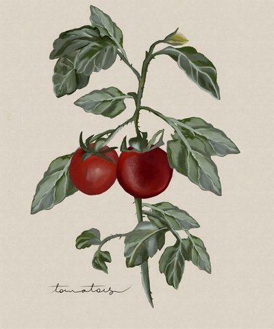 Rijpe tomaten aan de tros door Josie George