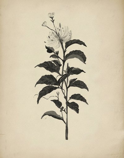 Vintage botanische illustratie door Josie George