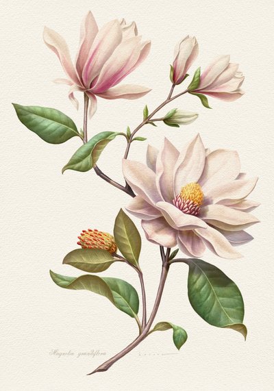Bloeiende magnolia’s door Juan Hernaz