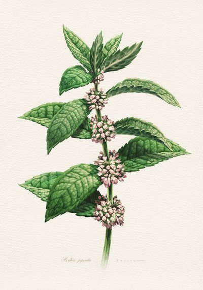 Bloeiende munt (botanisch) door Juan Hernaz