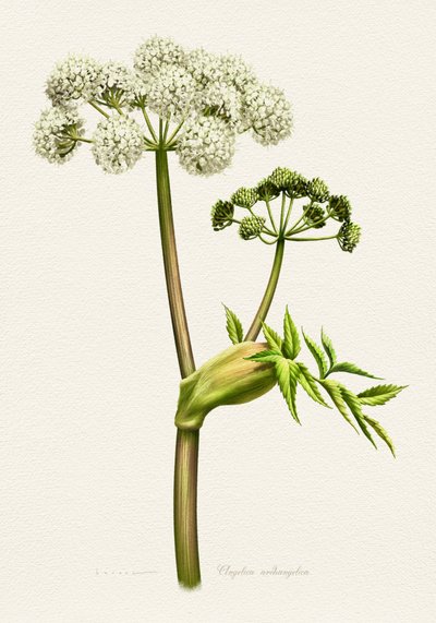 Botanische illustratie van witte engelwortel door Juan Hernaz