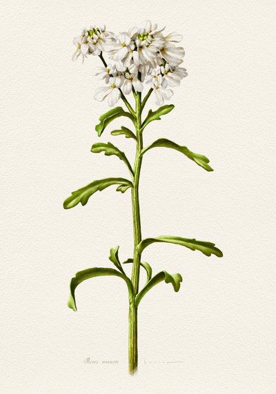 Witte candytuft (botanisch) door Juan Hernaz