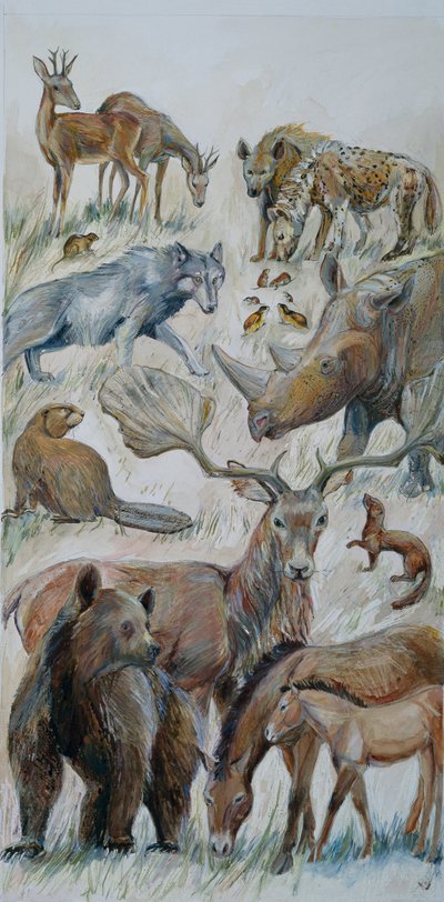 Boxgrove dieren geïdentificeerd door opgraving (aquarel op papier) door Judith Dobie