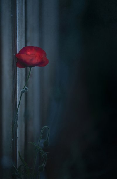  door Judy Tseng