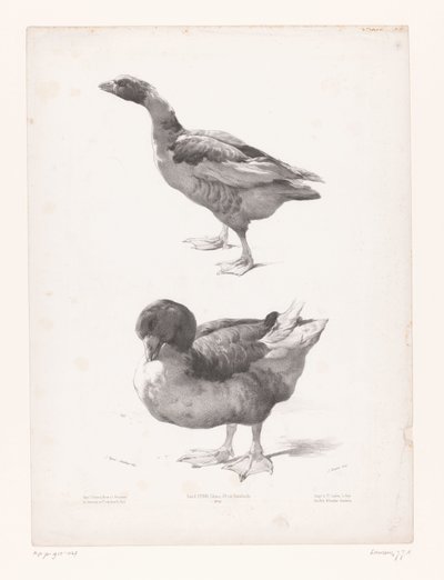 Studie van een gans en een eend door Jules Joseph Augustin Laurens