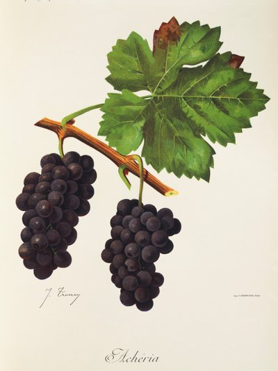 Acheria druif door Jules Troncy