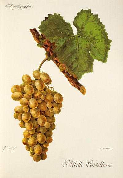 Albillo Castellano druif door Jules Troncy
