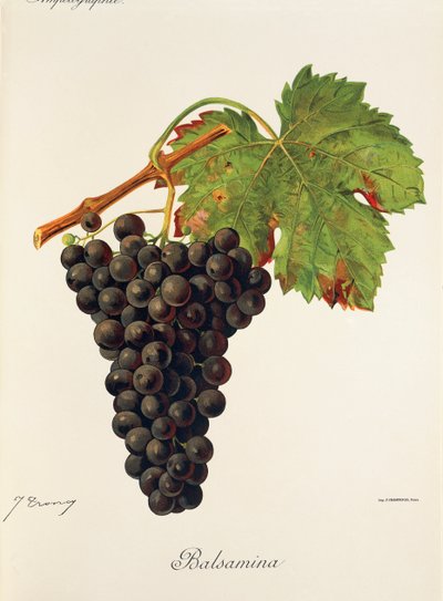 Balsamina druif door Jules Troncy
