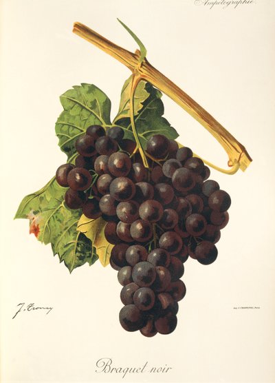 Braquet Noir-druif door Jules Troncy