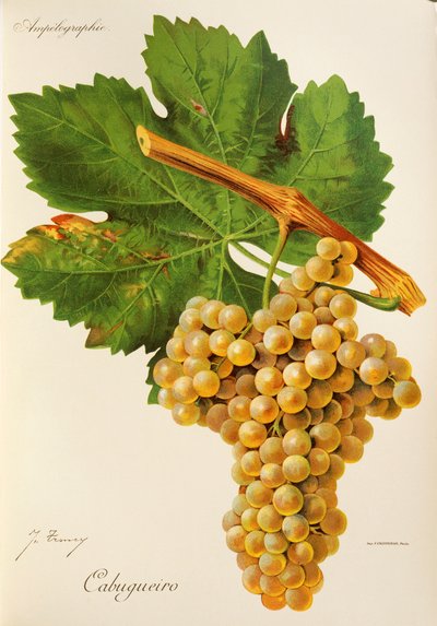 Cabugueiro druif door Jules Troncy