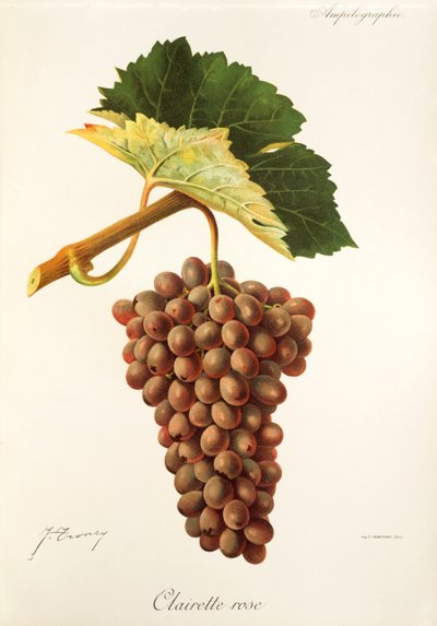 Clairette Rose-druif door J. Troncy door Jules Troncy