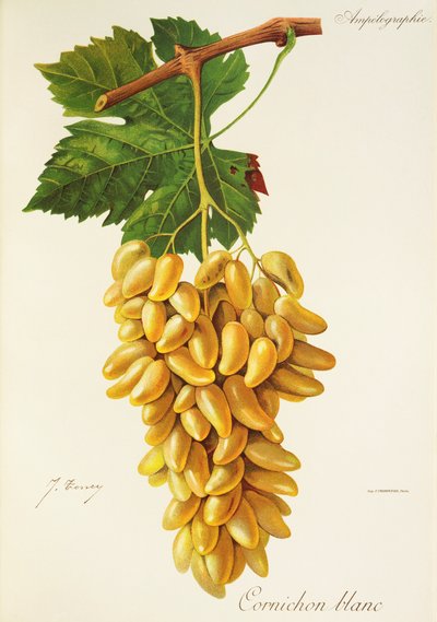 Cornichon Blanc druif door Jules Troncy