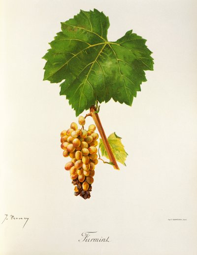 Furmint druif door J. Troncy door Jules Troncy