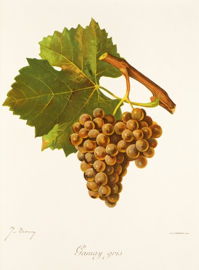 Gamay Gris druif door Jules Troncy