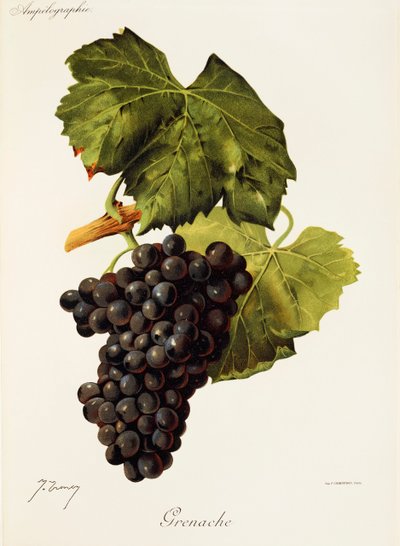 Grenache-druif door J. Troncy door Jules Troncy