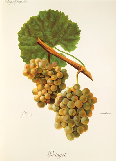 Gringet-druif door J. Troncy door Jules Troncy