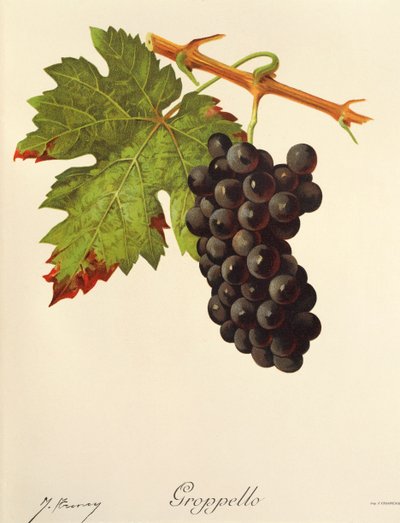 Groppello druif door J. Troncy door Jules Troncy