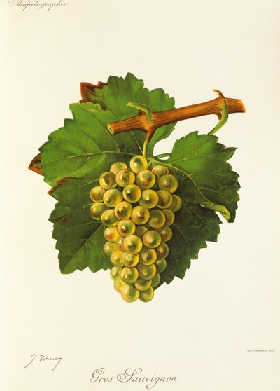Gros Sauvignon door Jules Troncy
