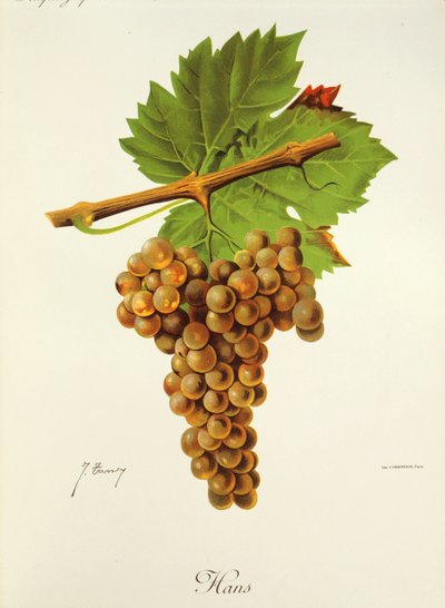 Hans-druif door J. Troncy door Jules Troncy