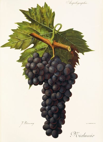 Mieluccio druif door Jules Troncy