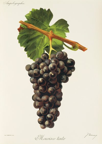 Mourisco Tinto door Jules Troncy
