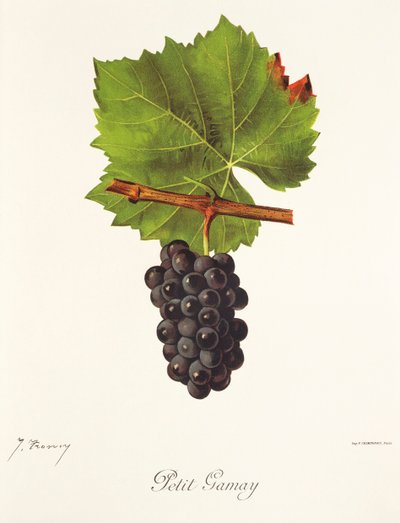 Petit Gamay druif door J. Troncy door Jules Troncy