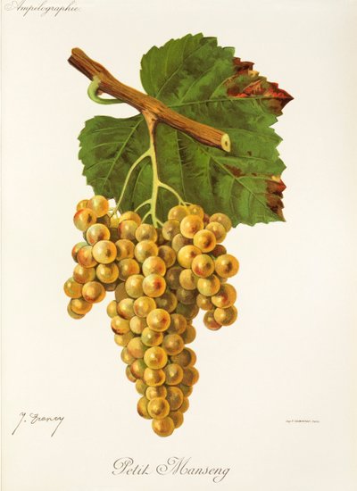 Petit Manseng druif door Jules Troncy