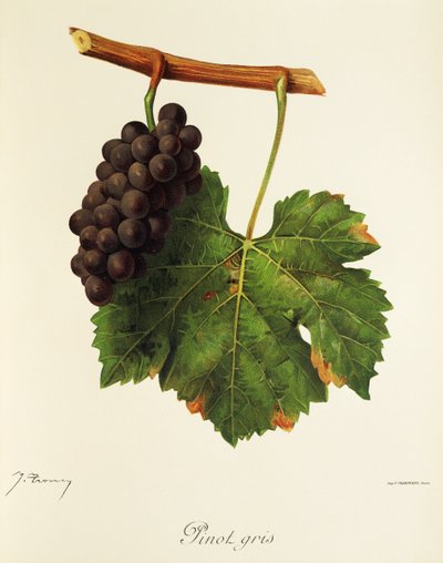 Pinot Gris door Jules Troncy