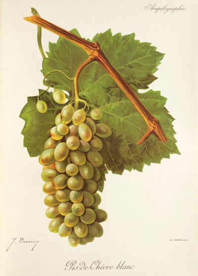 Pis-de-Chevre Blanc druif door Jules Troncy