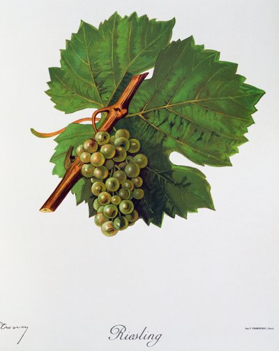 Riesling druiven uit Ampelographie, Traite general de viticulture, vol II, door Pierre Viala en Victor Vermorel, Parijs door Jules Troncy