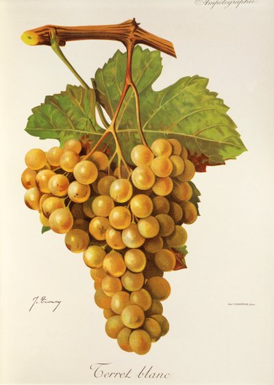 Terret Blanc druif door Jules Troncy